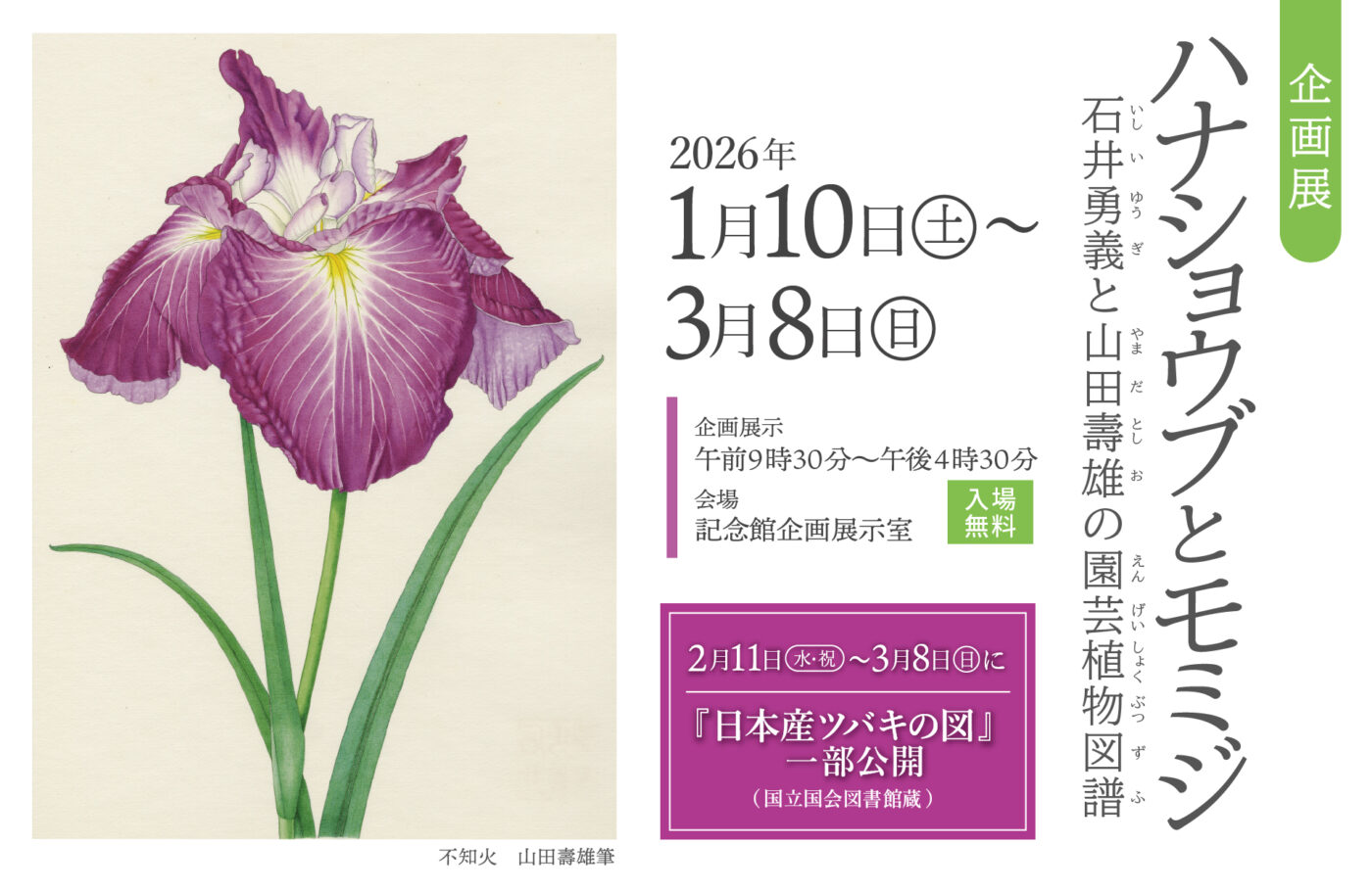 企画展】「ハナショウブとモミジ 石井勇義と山田壽雄の園芸植物図譜