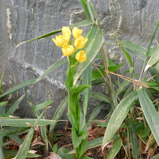今日のらんまんでは「キンセイラン」が登場しましたが、牧野記念庭園では、同じラン科の植物・キンランが咲き始めました。
同じころに咲く白い花のギンランに対して、黄色の花色からキンランという名がついています（残念ながら園内にはギンランはありません）。
スエコザサが覆っているアカシデの根元に固まって咲いています。その他にもポツポツと園内にありますので、ぜひ探してみてください。

#牧野富太郎
#牧野記念庭園
#キンラン
#らんまん