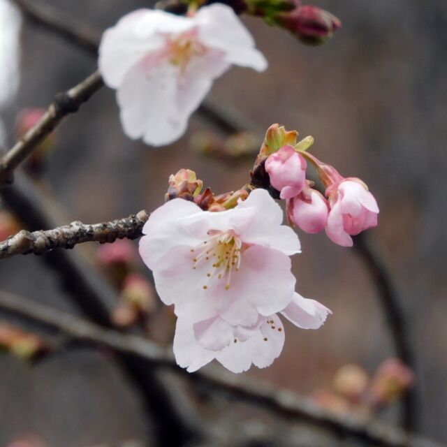 牧野記念庭園のオオカンザクラが咲き始めました。
咲いている花は、全部で10輪程。
満開まではまだ時間がかかりそうですが、つぼみも大きくなってきて暖かい日が数日続けば一気に開花状況が進みそうです。
オオカンザクラの下には新しくできた東京都指定文化財の看板も。

#牧野記念庭園
#牧野富太郎
#オオカンザクラ
#大寒桜
#東京都指定文化財
#東京都指定名勝及び史跡