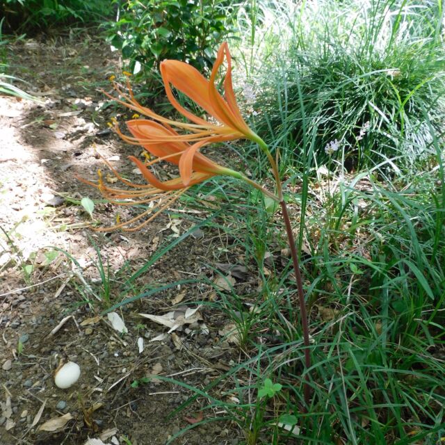牧野記念庭園では、ポツポツとオオキツネノカミソリが咲き始めました。らんまんにも出てきて、このオレンジ色が印象的でした。
似た仲間のキツネノカミソリの方はまだ花芽もあがっておらず、例年では8月にかけて見頃をむかえます。
ムクゲの花も太陽の光を浴びて、何とも美しい。
いよいよ夏本番ですね！

#牧野記念庭園
#牧野富太郎
#オオキツネノカミソリ
#キツネノカミソリ
#ムクゲ