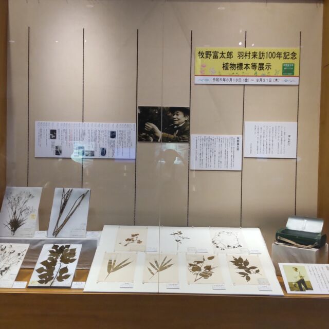 本日8月26日は100年前に牧野博士が羽村市に採集に訪れた日になります。それを記念して羽村市郷土博物館では、31日まで当時採られた標本パネルや牧野博士が命名した植物の標本を展示しています。ぜひご覧ください。

#牧野富太郎 　
#牧野記念庭園
#ねりま推し
#羽村市郷土博物館
#植物標本