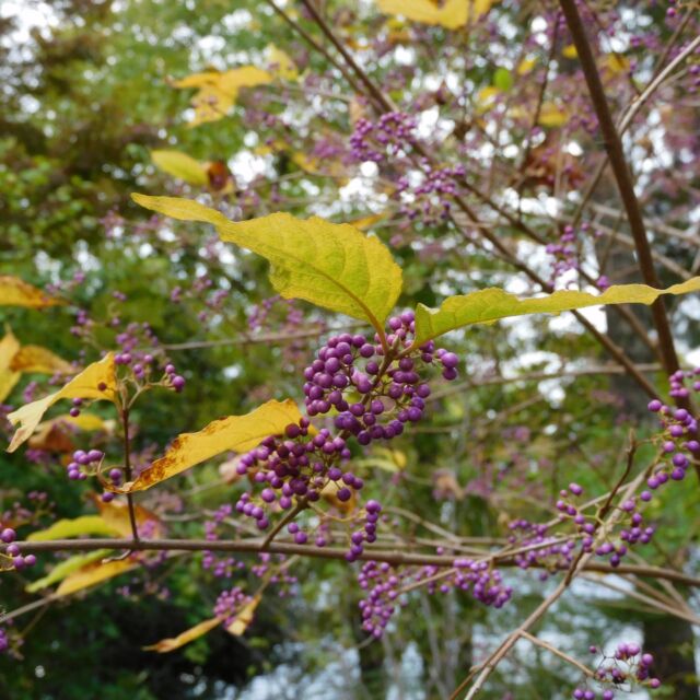 牧野記念庭園ではムラサキシキブの紫色の果実が、日に日に美しさを増しています。
現在開催中の企画展「タネの実の不思議」では、牧野博士が採集したムラサキシキブの標本も展示しています。
標本だとどうしても色が残らないので、ぜひ園内の果実の様子も一緒にご覧ください。

#牧野記念庭園
#牧野富太郎
#ねりま推し
#ムラサキシキブ
#標本