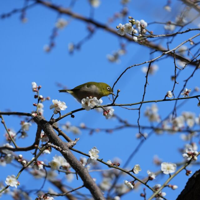 メジロが２羽、ウメの花の蜜を食べに来ていました。
春の初めを感じる光景です。

#牧野富太郎 　
#牧野記念庭園