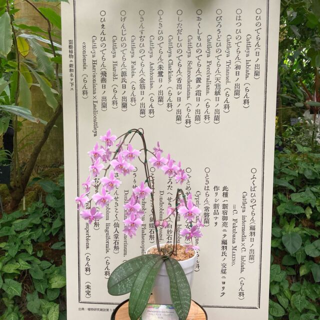 高知県立牧野植物園の温室内で、すばらしいランの展示が行われています。大正時代に新宿御苑で栽培されていた洋ランに、牧野富太郎博士が和名をつけたランも展示されています。写真は「あさひごちょう」です。明日３日で終わってしまうのが残念です。