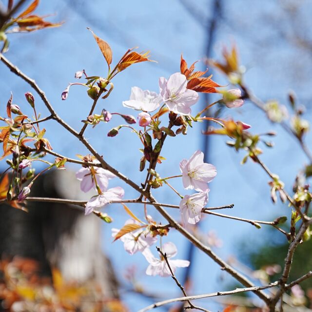 春らしい陽気になり、牧野記念庭園ではセンダイヤが開花しました。
センダイヤは高知市内の仙台屋というお店にあった桜に牧野博士が名前をつけたと言われているものです。この木はねりまの名木にもなっていて、高知市の友人に頼んで苗を送ってもらい、博士が育てていたものです。花びらの先端やふちが濃いピンク色で華やかな桜です。
園内では、カタクリやツクシスミレなどが咲いていますので、それらもお見逃しなく。

#牧野富太郎
#牧野記念庭園
#ねりまの名木
#センダイヤ
#カタクリ
#ツクシスミレ