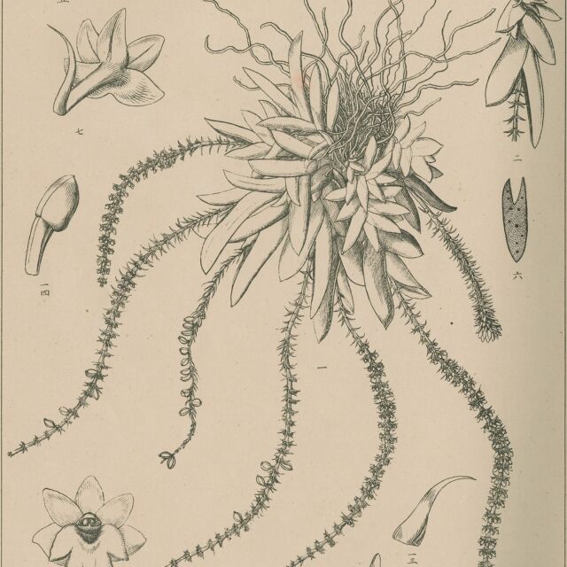 昨日、NHKのニュースでヨウラクランの受粉について報じられました。体長１㎜ほどのタマバエが受粉に関与していることが、研究で明らかになったそうです。牧野富太郎博士もヨウラクランには関心がありました。博士の最初の出版物である『日本植物志図篇』。その７集（1891年）に図が載っています（個人蔵、複製・転載不可）。実物大で描かれた全形図を見て、とても小さい花をつけることが分かりますね。