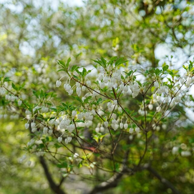 牧野記念庭園では見ごろの植物が日々バトンタッチするように入れ替わっています。
今ぜひ見てほしいのはドウダンツツジ。牧野博士が植えたもので、樹高も高く、多くの花がつき見事です。
桜は、センダイヤ、ソメイヨシノ、ヤマザクラから、八重桜のフクロクジュに見ごろが移り変わっています。

#牧野記念庭園
#牧野富太郎
#ドウダンツツジ
#フクロクジュ