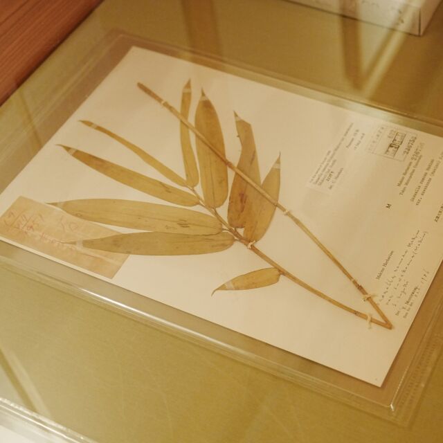 企画展「MAKINO植物の肖像」では、現在期間限定でスエコザサの標本（東京都立大学牧野標本館所蔵）を展示しています。
標本には牧野博士の手書きのラベルも貼ってあり、「19/Ⅷ/1951 庭 末子ザヽ」と書いてあります。
菅原一剛氏が撮影したスエコザサの写真作品とあわせてご覧ください。
スエコザサ標本の展示は5月15日まで。

#牧野記念庭園
#牧野富太郎
#スエコザサ
#菅原一剛
#MAKINO植物の肖像
#牧野標本館